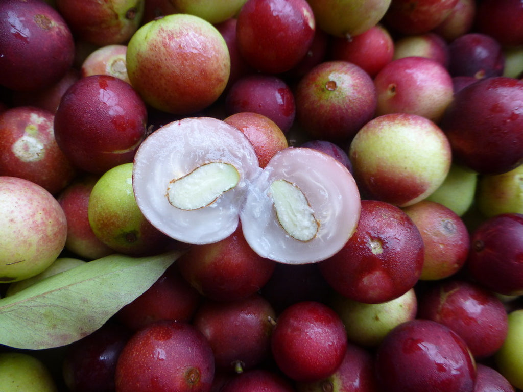 ¿Cómo el colágeno con el Camu Camu es más potente que cualquier otro colágeno?