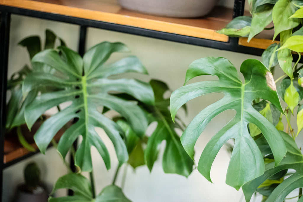 Las plantas y las áreas verdes también curan comunidades 💚