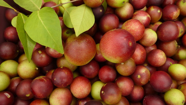 Descubre la fruta con la mayor cantidad de vitamina C del mundo